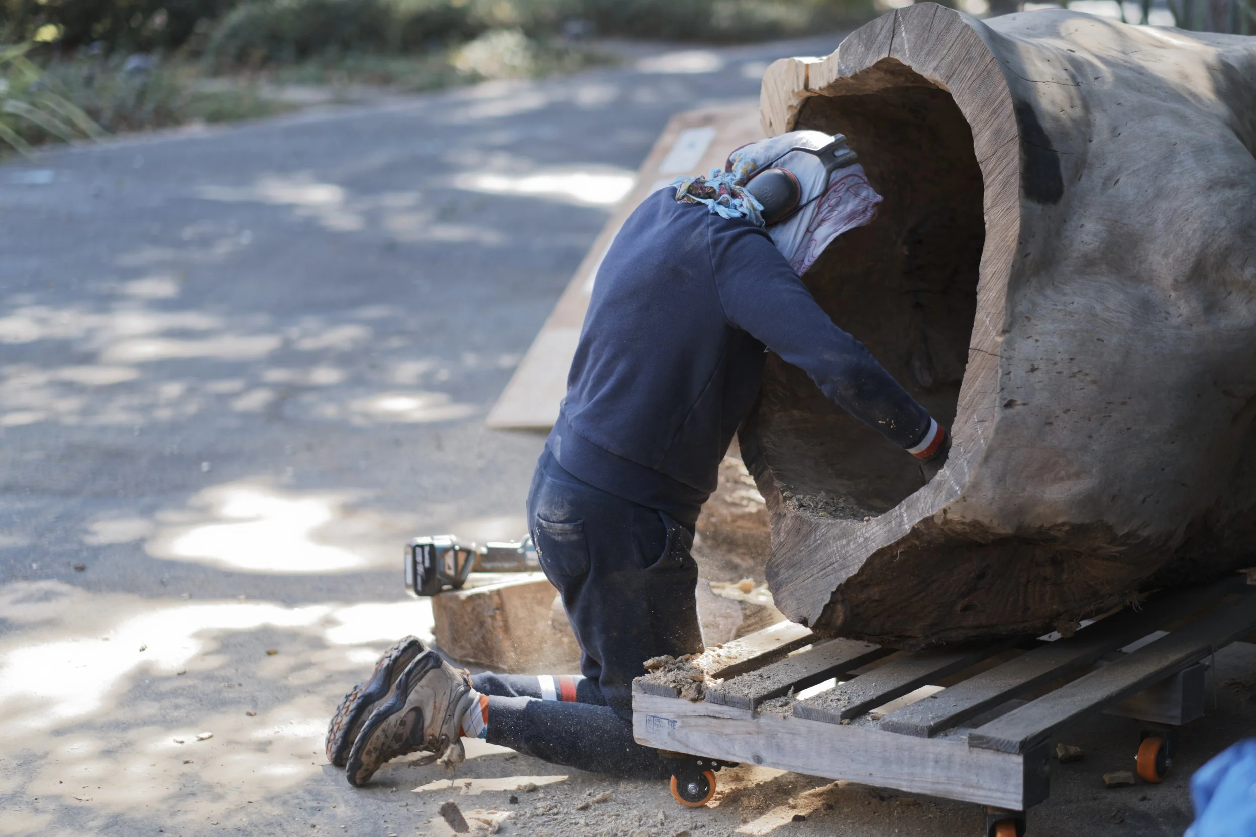 The artist kneeling, reaching inside the hollow of a felled trunk on a wheeled pallet