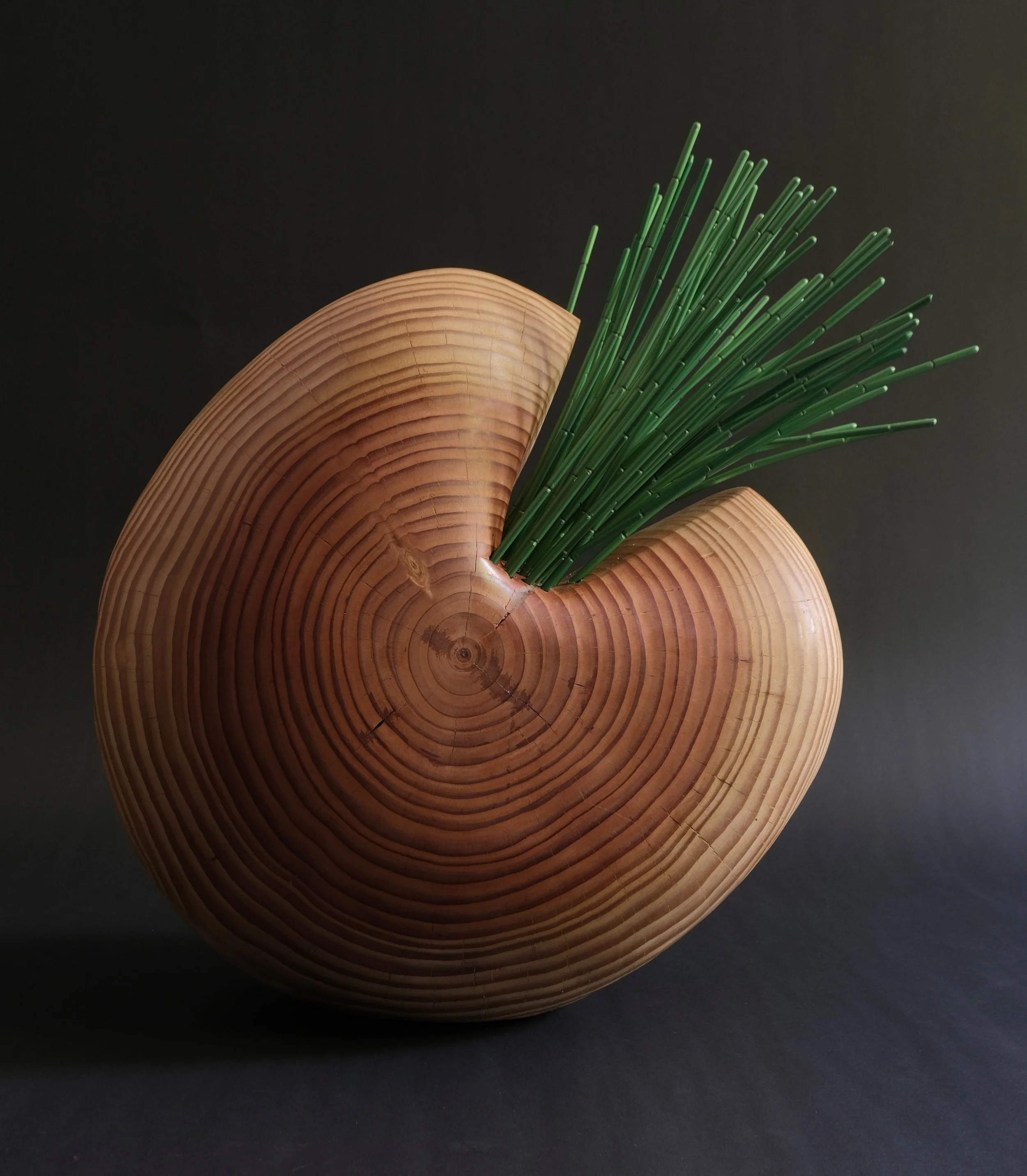 Reeds — a round pale redwood form with concentric growth rings, sprouting a sheaf of green anodized-aluminium reeds